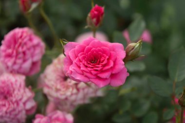 Bahçede çiçek açan gül dokusu, ağaçta çiçek açan pembe güller, arka planda güzel taçyapraklar.