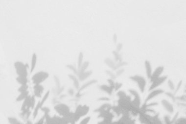 Beyaz beton duvar dokusu, siyah ve beyaz monokrom üzerine doğal yaprak ağaç dalı deseninin gölgesi.