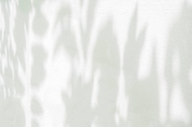 Soyut doğal yapraklar gölge arkaplan ve beyaz beton duvar dokusu üzerine dallar arkaplan ve duvar kâğıdı üzerine, doğa gölgesi üzerine sanat