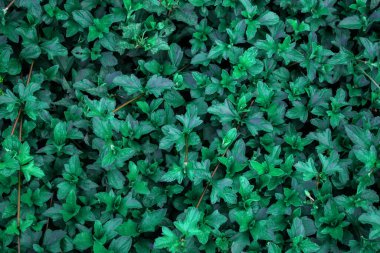 Doğal yeşil yapraklar doku arka plan, doğa yeşillik çiçekleri tropikal orman desenleri ekoloji yeşil çevre konsepti, yeşil yapraklar duvar arka plan, düz la