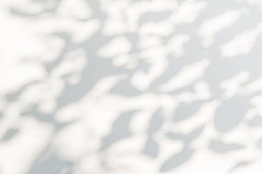 Arkaplan ve duvar kağıdı için beyaz duvar dokusuna düşen doğal yaprak dalının soyut gri gölge arkaplanı, siyah beyaz, tek renkli, doğa gölgesi sanatı