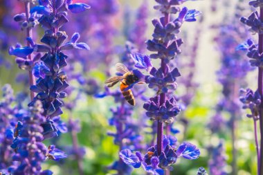 Mavi salvia çiçeği tarlası arka planı, güzel mavi ve mor çiçekler bahçesinde açan çiçekler bokeh ve arı, yazın çiçek açan doğa bitkileri, kapat.