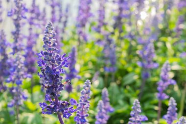 Mavi Salvia çiçek tarlası arka planı, güzel mavi ve mor çiçekler bahçesinde açan çiçekler bokeh ve arılar, yazın çiçek açan bitkiler, kapanış, seçici odak