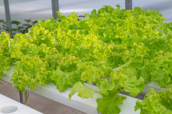 从水栽系统生长的有机绿色生菜或沙拉蔬菜 液肥溶液在远离温室效应的无土水中 — 图库照片