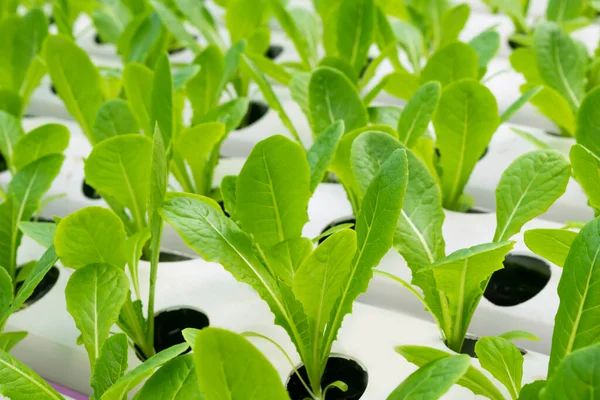 Βιολογικό Πράσινο Μαρούλι Λαχανικό Σαλάτας Που Καλλιεργείται Από Υδροπονικό Σύστημα — Φωτογραφία Αρχείου