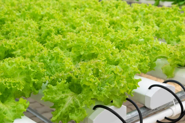 Organic  green lettuce or salad vegetable grown from hydroponics system with liquid fertilizer solution in water without soil at greenhouse hydroponics far