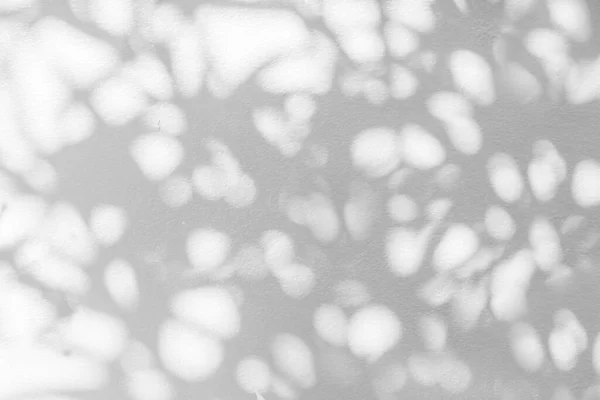 Тінь Листя Світлим Фоном Боке Гілки Дерева Тінь Падає Біло — стокове фото