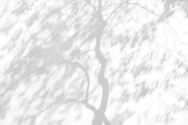 Tree shadow with leaves, trunk, branch and light shadow of big tree on white concrete wall background, monochrome, nature shadow art on wal
