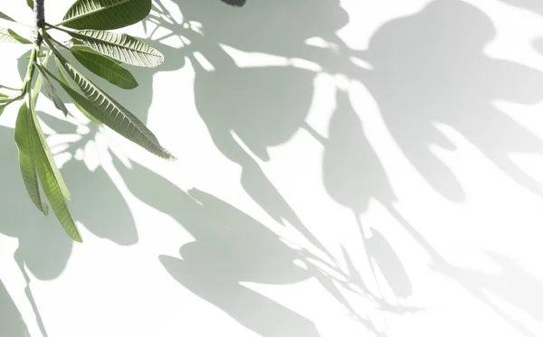 Blätter Schatten Hintergrund Der Natürlichen Plumeria Blätter Und Baumzweig Auf — Stockfoto