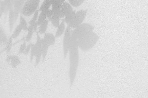 Листя Тіней Візерунок Білому Фоні Текстури Стіни Чорно Білий Монохромний — стокове фото
