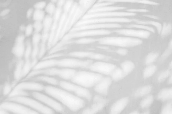 黑白单色白色混凝土墙质感上天然棕榈叶的灰暗背景 — 图库照片