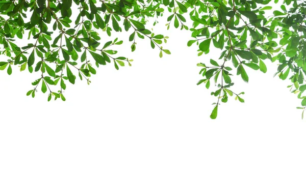 Grüner Blattzweig Blattrand Und Rahmen Auf Weißem Hintergrund — Stockfoto