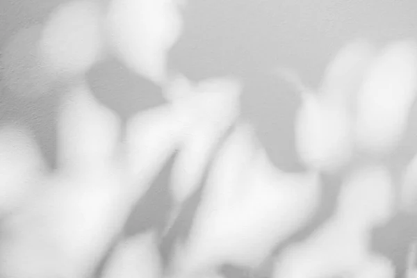 Abstrato Deixa Sombra Fundo Textura Parede Concreto Branco Preto Branco — Fotografia de Stock