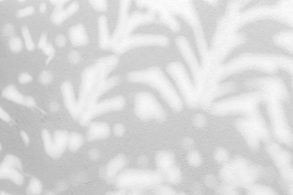 Абстрактне Натуральне Листя Тінь Сірого Фону Білій Стіні Фону Шпалер — стокове фото