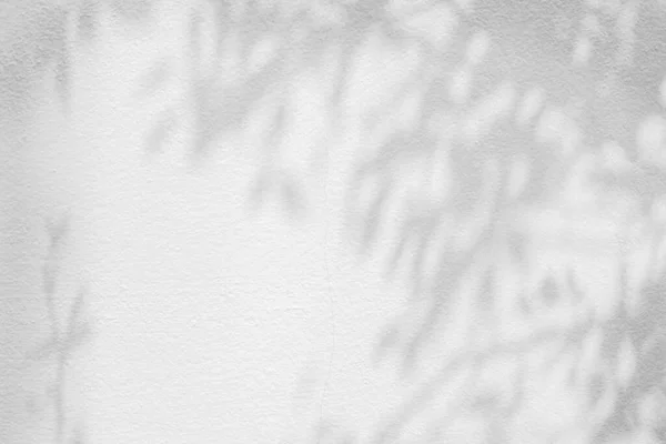 Abstract Leaves Shadow Background White Concrete Wall Texture Black White — стоковое фото