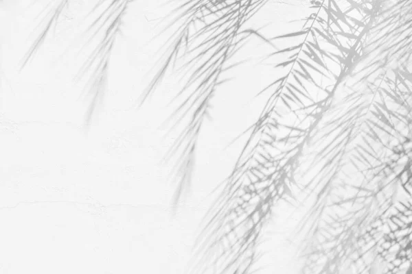 Doğal Palmiye Yapraklarının Gri Gölgesi Arka Plan Duvar Kağıdı Için — Stok fotoğraf