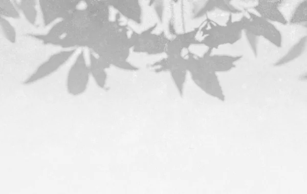 Αφήνει Σκιά Μοτίβο Λευκό Τσιμεντένιο Τοίχο — Φωτογραφία Αρχείου