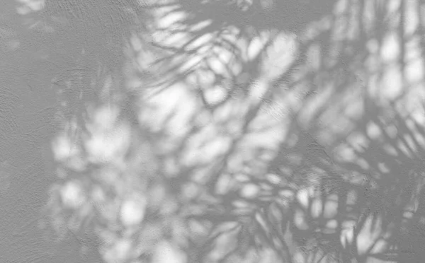 Sombra Gris Abstracta Hojas Palma Naturales Que Caen Pared Hormigón — Foto de Stock