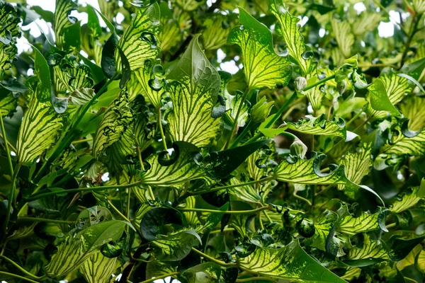 Verde Deixa Fundo Textura Folha Com Verde Escuro Padrão Selva — Fotografia de Stock