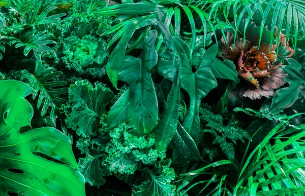Tropisch Grüne Blätter Hintergrund Farn Palme Und Monstera Deliciosa Blatt — Stockfoto