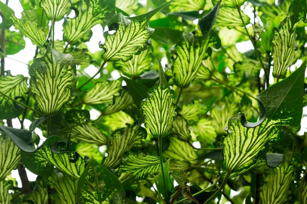 Folhas Coloridas Com Galho Fundo Árvore Verde Natural Floral Papel — Fotografia de Stock