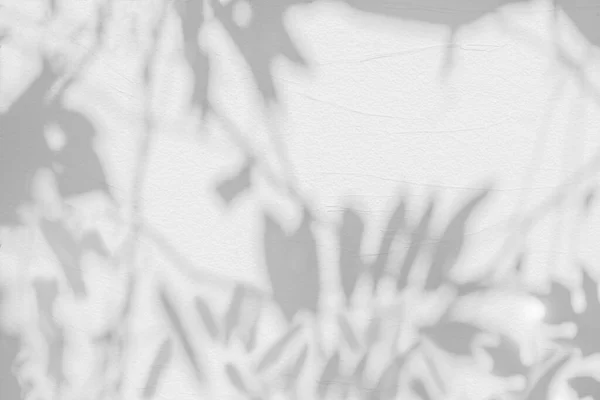 Abstract leaves shadow background on white concrete wall texture , black and white, monochrome, nature shadow art on wal