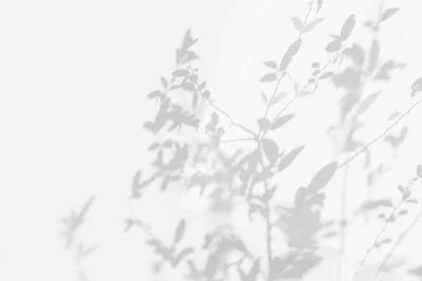 Σκιά Δέντρου Φύλλα Και Κλαδί Δέντρου Λευκό Φόντο Σκιά Φύσης — Φωτογραφία Αρχείου