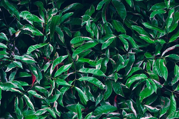 Grüne Blätter Textur Hintergrund Blatt Mit Dunkelgrünem Blumigem Dschungel Muster — Stockfoto
