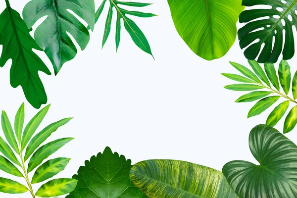 Tropical Leaves Background Jungle Forest Green And Colorful Composition Creative Layout Frame Leaves Isolated On Whit Stock Images Page Everypixel