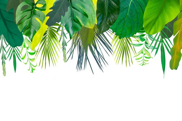 Liście Tropikalne Tło Las Dżungli Zielony Kolorowy Kompozycja Twórczy Układ — Zdjęcie stockowe