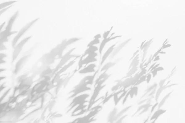 Теневой Фон Натуральных Листьев Дерева Узор Ветви Белой Бетонной Стене — стоковое фото