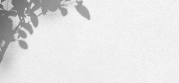Тіньовий Фон Природного Листя Дерева Гілки Візерунок Білій Текстурі Бетонних — стокове фото
