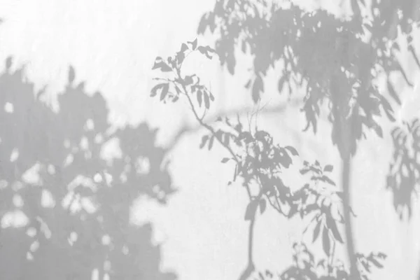 Φυσικά Φύλλα Και Κλαδί Δέντρου Λευκό Τοίχο Υφή Θολή Φόντο — Φωτογραφία Αρχείου