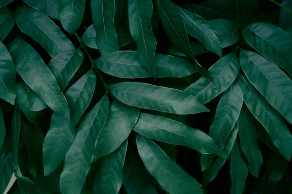 Natürliche Grüne Blätter Textur Hintergrund Natur Grün Blumen Tapete Tropischen — Stockfoto
