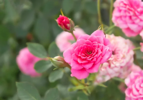 木の上の庭でバラのテクスチャを開花させ 美しい花弁の背景を持つピンクのバラの花 閉じるU — ストック写真