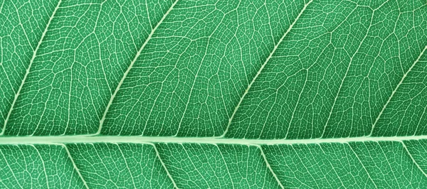 Textura Folha Verde Fundo Abstrato Com Detalhes Padrão Veia Natural — Fotografia de Stock