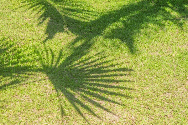 Sombra Hojas Palma Natural Cayendo Sobre Hierba Verde Textura Backgroun —  Fotos de Stock