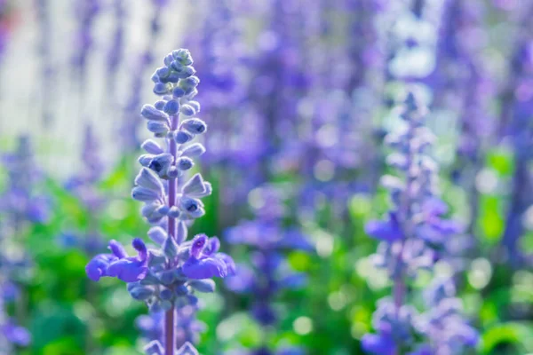 蓝色的石榴花田背景 美丽的蓝色和紫色的鲜花盛开在灯火辉煌的花园里 夏天自然绽放草本植物 关闭你的花园 — 图库照片