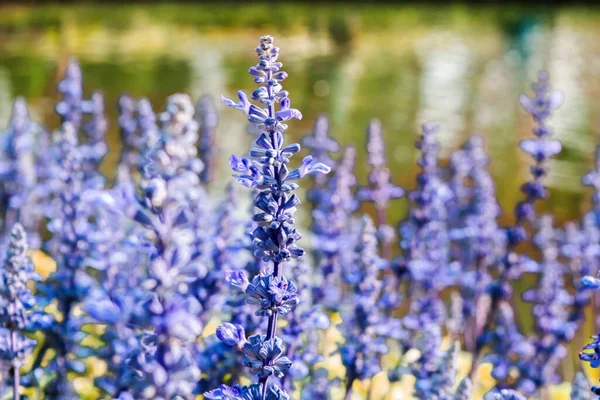 Blå Salvia Blomma Fält Bakgrund Vackra Blå Och Lila Färska — Stockfoto