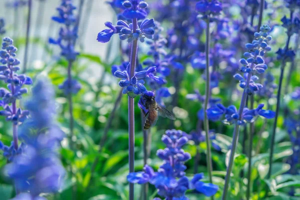 Blå Salvia Blomma Fält Bakgrund Vackra Blå Och Lila Färska — Stockfoto