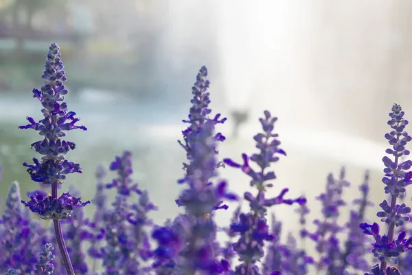 蓝色的石榴花田背景 美丽的蓝色和紫色的鲜花盛开在池塘和喷泉旁的花园里 夏天自然开花的草本植物 关门了 — 图库照片