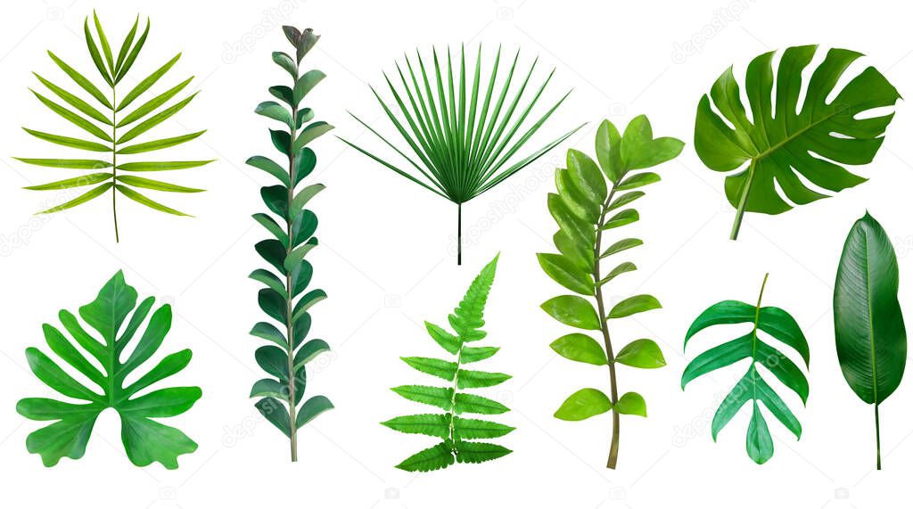 Tropical green leaves collection isolated on white backgroun