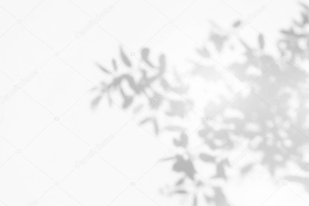 Abstract leaves shadow background, natural leaves tree  falling on white concrete wall texture for background and wallpaper, black and white, monochrome, nature art on wal