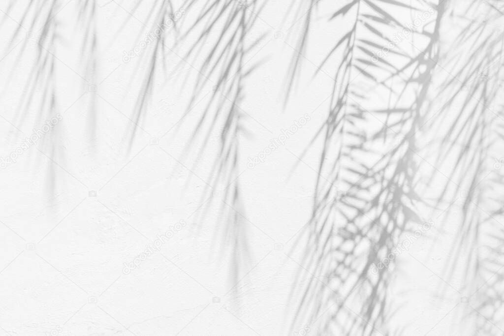 Gray shadow of natural palm leaves abstract background   falling on white concrete wall texture for background and wallpaper, black and white, monochome