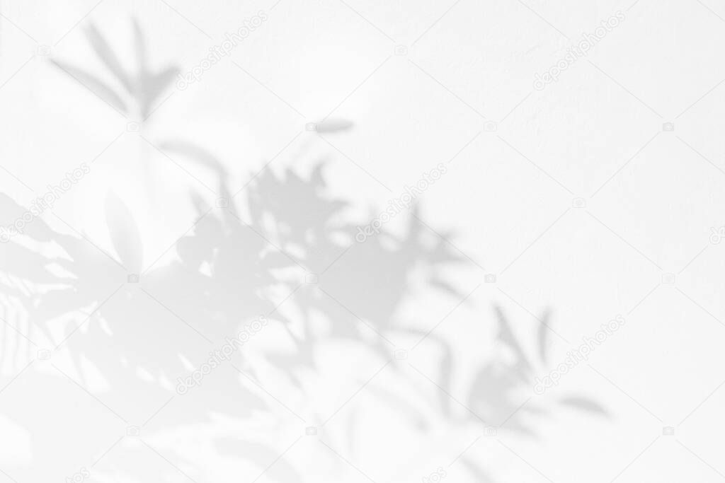 Tree shadow with leaves branch on white wall background, nature shadow ar