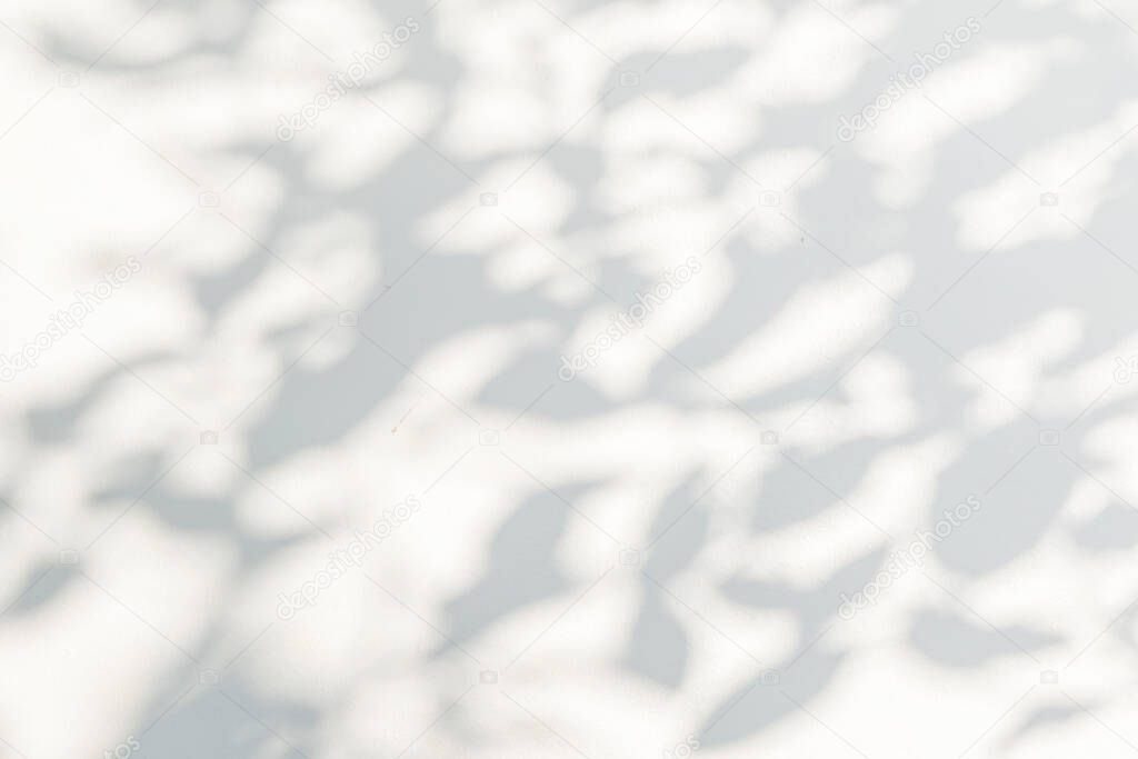 Abstract gray shadow background of natural leaves tree branch falling on white wall texture for background and wallpaper, black and white, monochrome, nature shadow art on wal