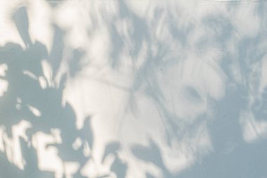 Soyut bitki gölgeler bırakır ve güneş ışığı arka planda bulanıklaşır. Doğa, arka plan duvar kağıdı ve herhangi bir tasarım için beyaz duvar dokusuna lekelenmiş ağaç dalı gölgeleri bırakır