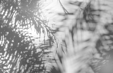 Doğal palmiye yapraklarının gölgesi ve arka plan ve duvar kağıtları için beyaz beton duvara düşen palmiye dalı, siyah ve beyaz, tek renk, duvardaki doğa gölgesi