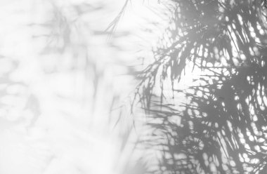 Doğal palmiye yapraklarının gölgesi ve arka plan ve duvar kağıtları için beyaz beton duvara düşen palmiye dalı, siyah ve beyaz, tek renk, duvardaki doğa gölgesi