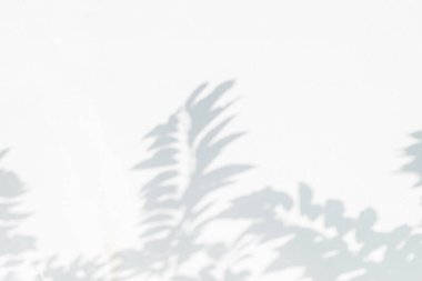 Beyaz beton duvar dokusu, siyah ve beyaz, monokrom, doğa gölgesi sanatı üzerine gölgeler ve dallar bırakır.